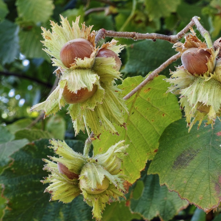 Arbust fructifer Alun de Barcelona, 2L, rezistent la temperaturi scazute, nuci mari, galben-verzui