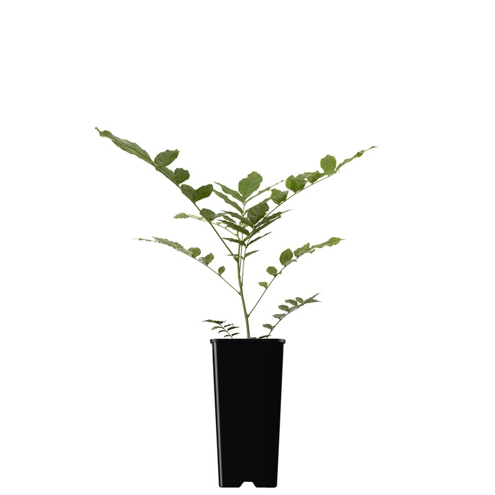 Glicina chinezeasca Ametist 2L