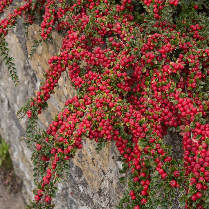 Arbust decorativ Barcoace 1L