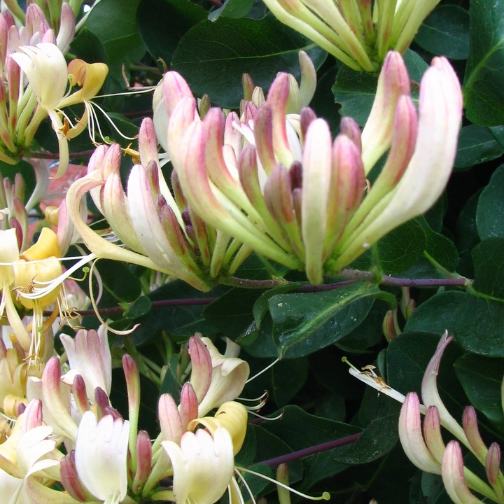 Caprifoi (Lonicera caprifolium) 2L, Baumschule Wedrowski