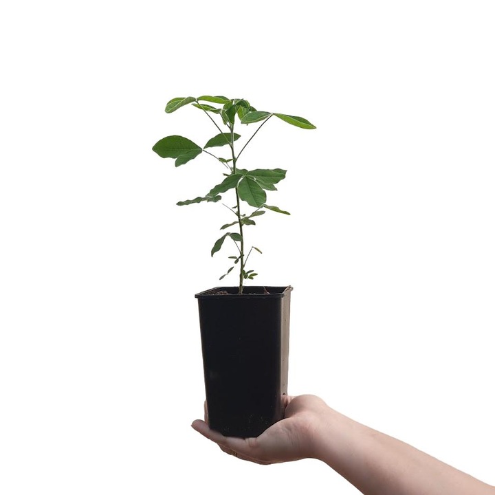 Salcam galben watereri Vossii 2L