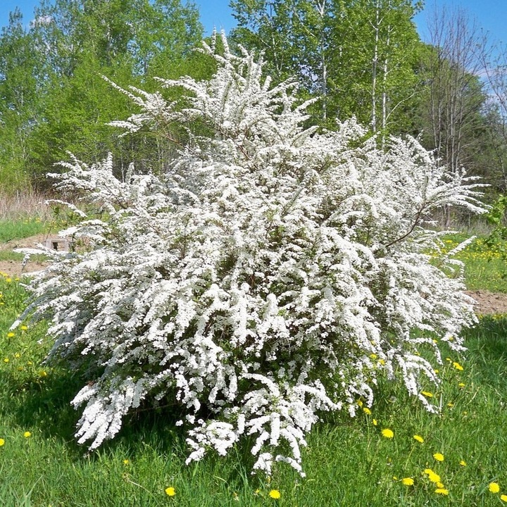Arbust decorativ, Spiraea cinerea Grefsheim 1L