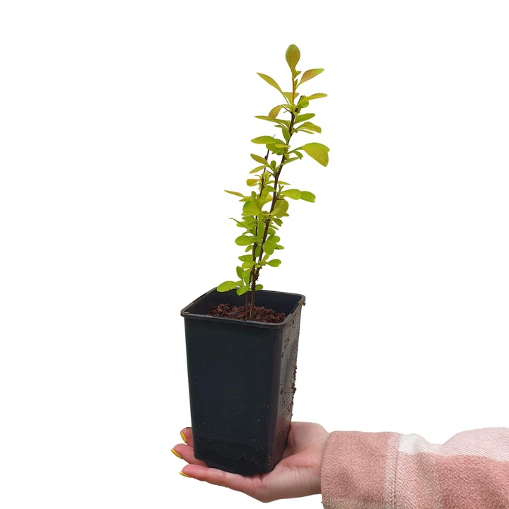 Butas decorativ Berberis, Baumschule Wedrowski, 1L, portocaliu-cupru, inflorire primavara