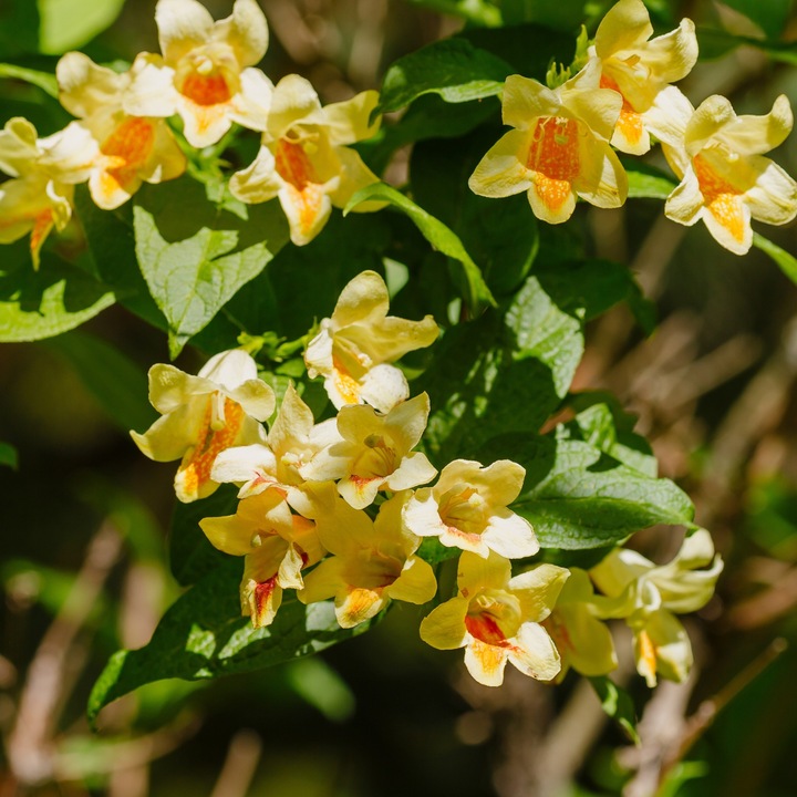 Arbust decorativ Weigela middendorffiana, flori galbene cu pete portocalii, 2L