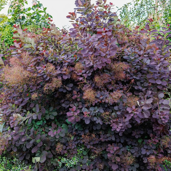 Arbust decorativ Baumschule Wedrowski, Scumpie Royal Purple 2L