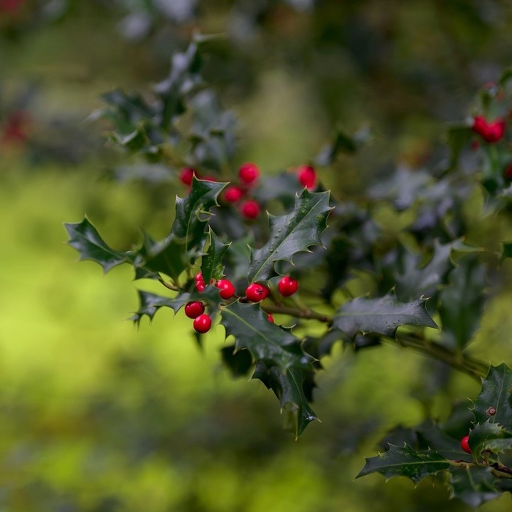 Arbust decorativ Baumschule Wedrowski Ilex Meserveae Blue Princess, frunze verzi, 1L