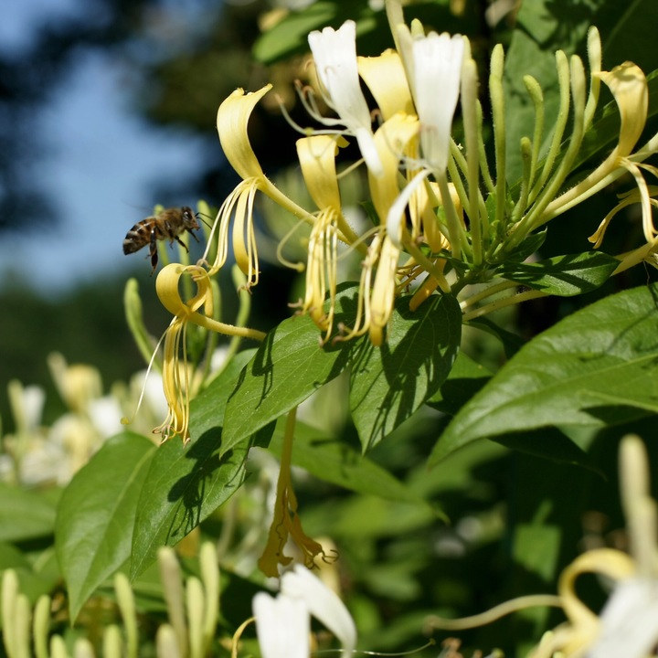 Caprifoi Delavayi 2L