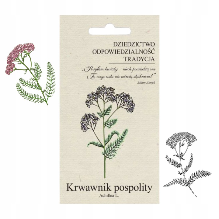 Seminte Krwawnik Pospolity, Legutko, 0,2g, perena, flori albe, planta aromatica