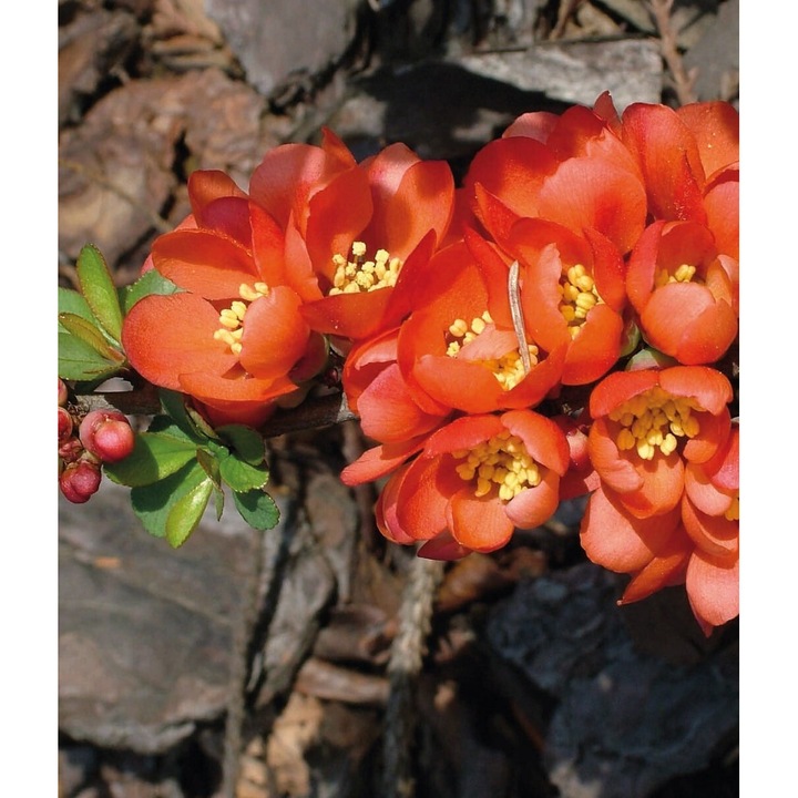 Arbust fructifer Gutui japonez, Baumschule Wedrowski, flori rosii, 2L