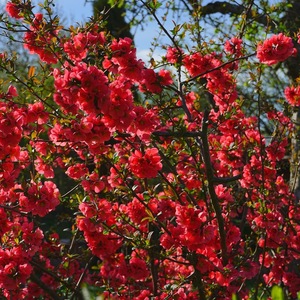 Pomi, arbusti si butasi