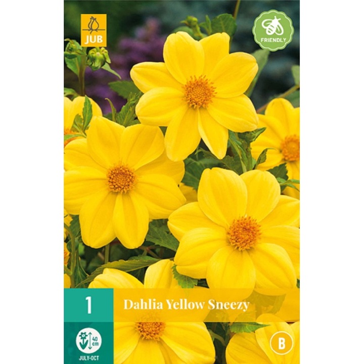 Bulbi, Dalii Yellow Sneezy, Jub Holland, 1 buc