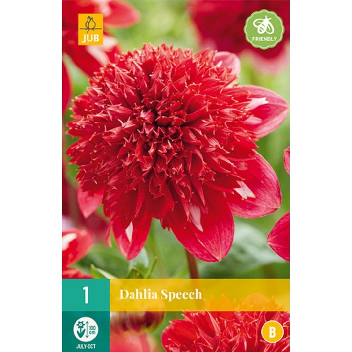 Bulbi, Dalii Speech, Jub Holland, 1 buc