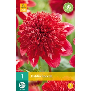 Bulbi, seminte si rasaduri