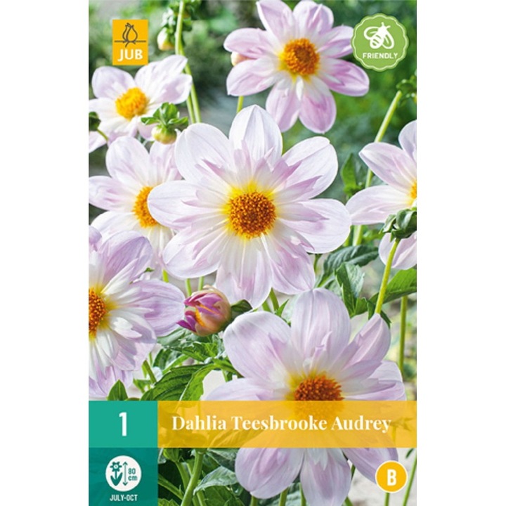 Bulbi, Dalii Teesbrooke Audrey, Jub Holland, 1 buc
