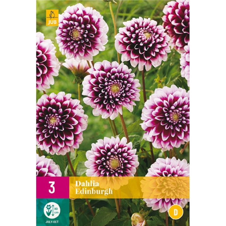 Bulbi, Dalii Edinburgh, Jub Holland, 3 buc