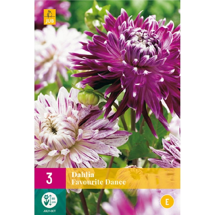 Bulbi, Dalii Favourite Dance, Jub Holland, 3 buc