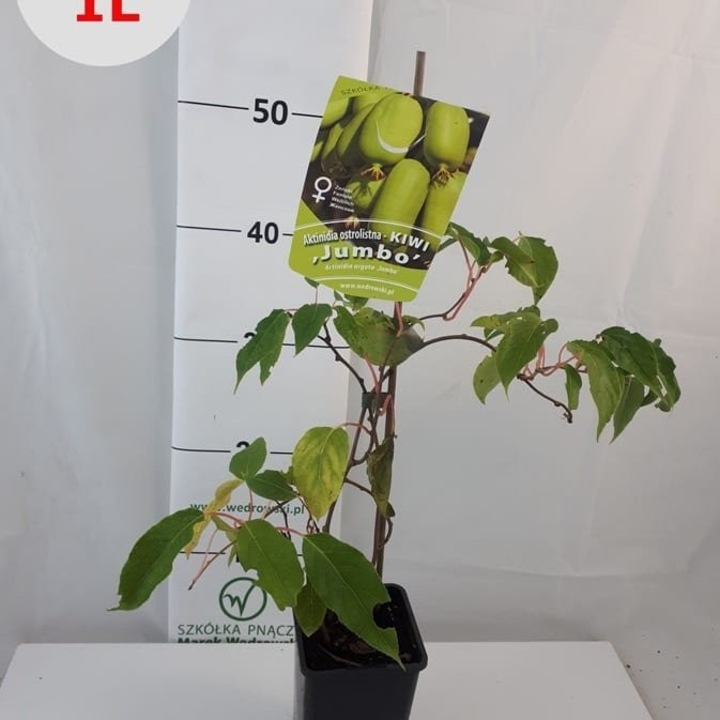 Actinidia Jumbo holm femela 1L
