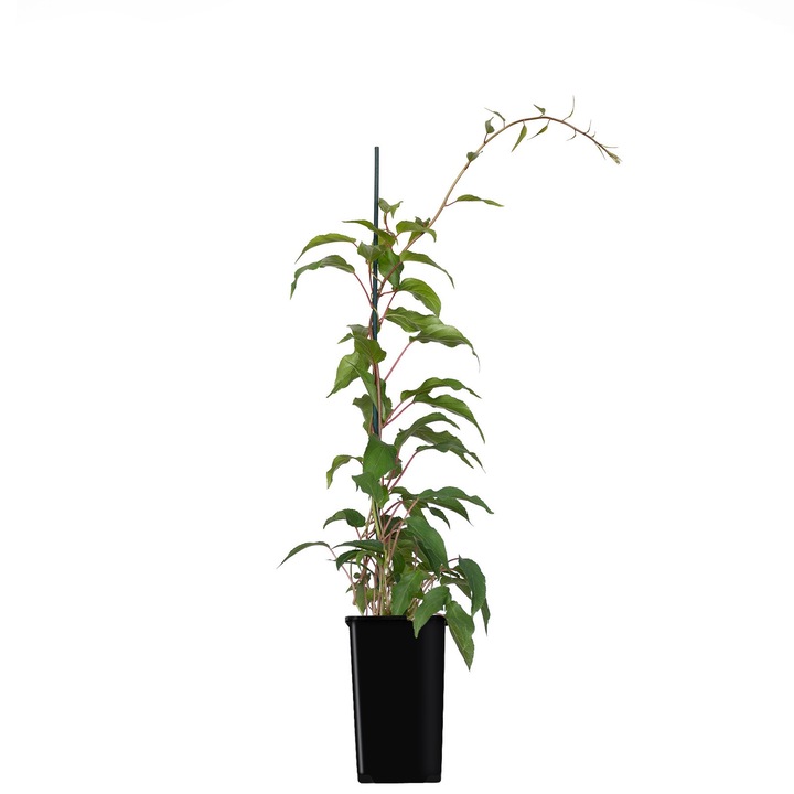 Arbust fructifer Actinidia Weiki femeie cu frunze de holly 1L