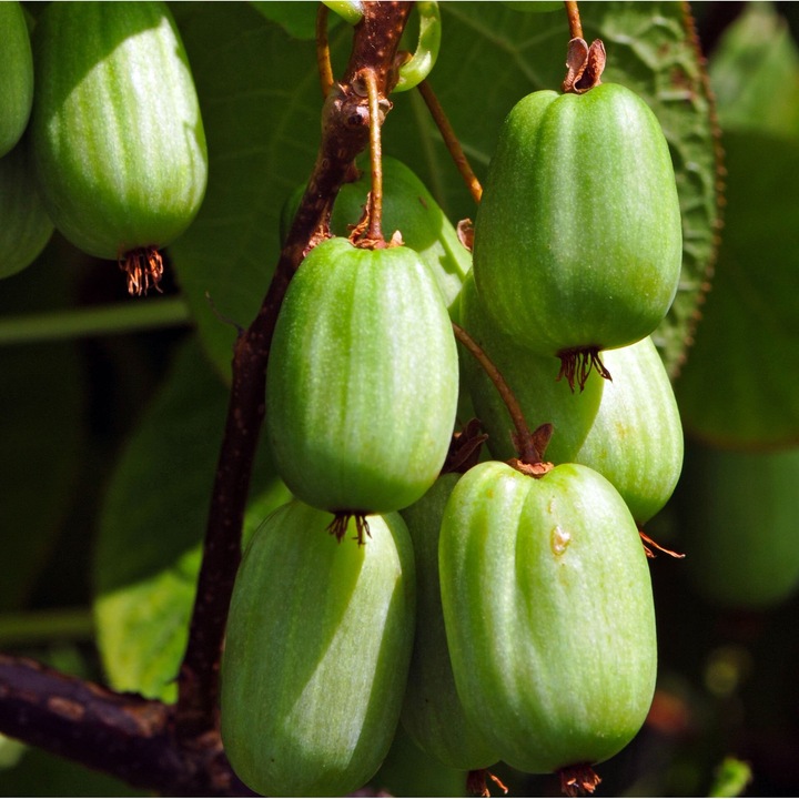 Arbust fructifer Baumschule Wedrowski, Aktinidia Sentyabraskaya variat feminin 2L