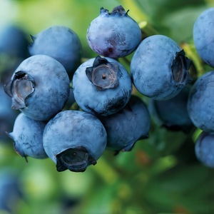 Pomi, arbusti si butasi