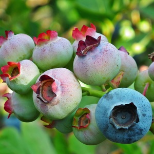 Pomi, arbusti si butasi