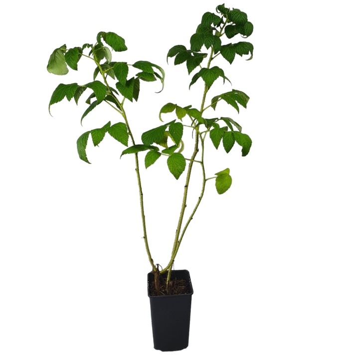 Zmeura galbena Golden Queen 1L