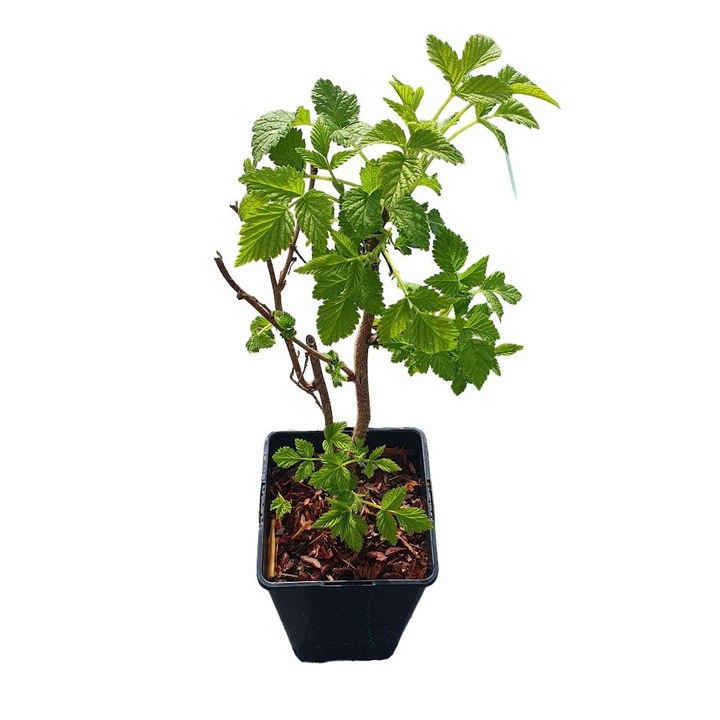 Zmeura galbena Golden Queen, arbust fructifer, fructe mari galben-aurii, 2L