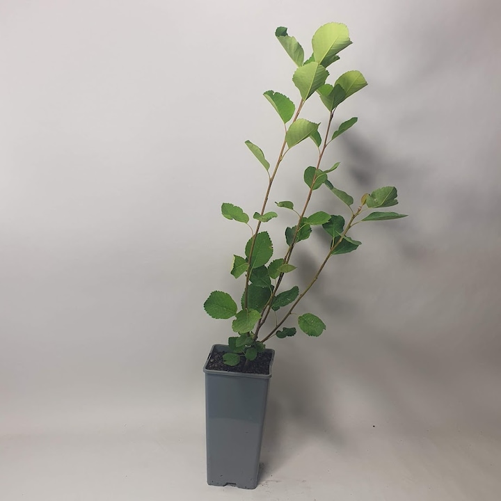 Saskatoon (Amelanchier alnifolia) Northline 2L