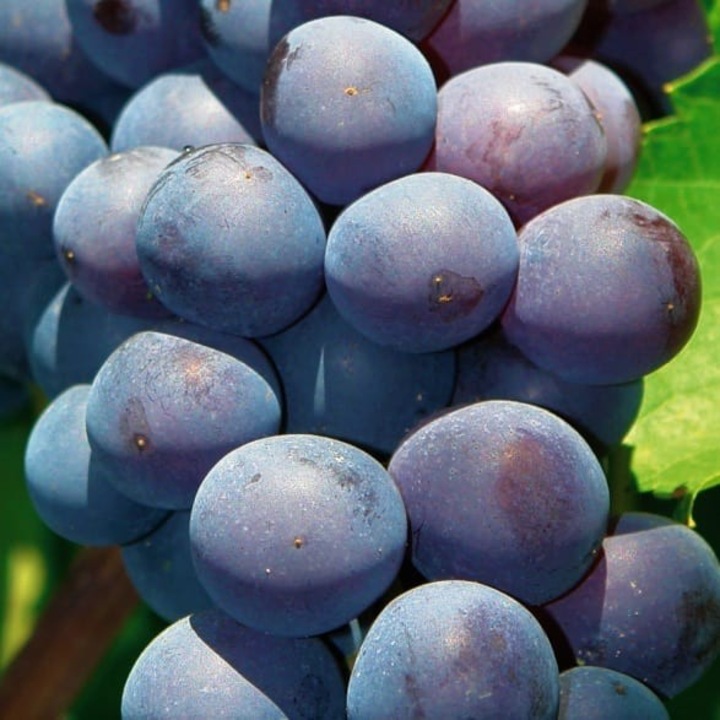 Vita de vie Agat Donskoy 2L