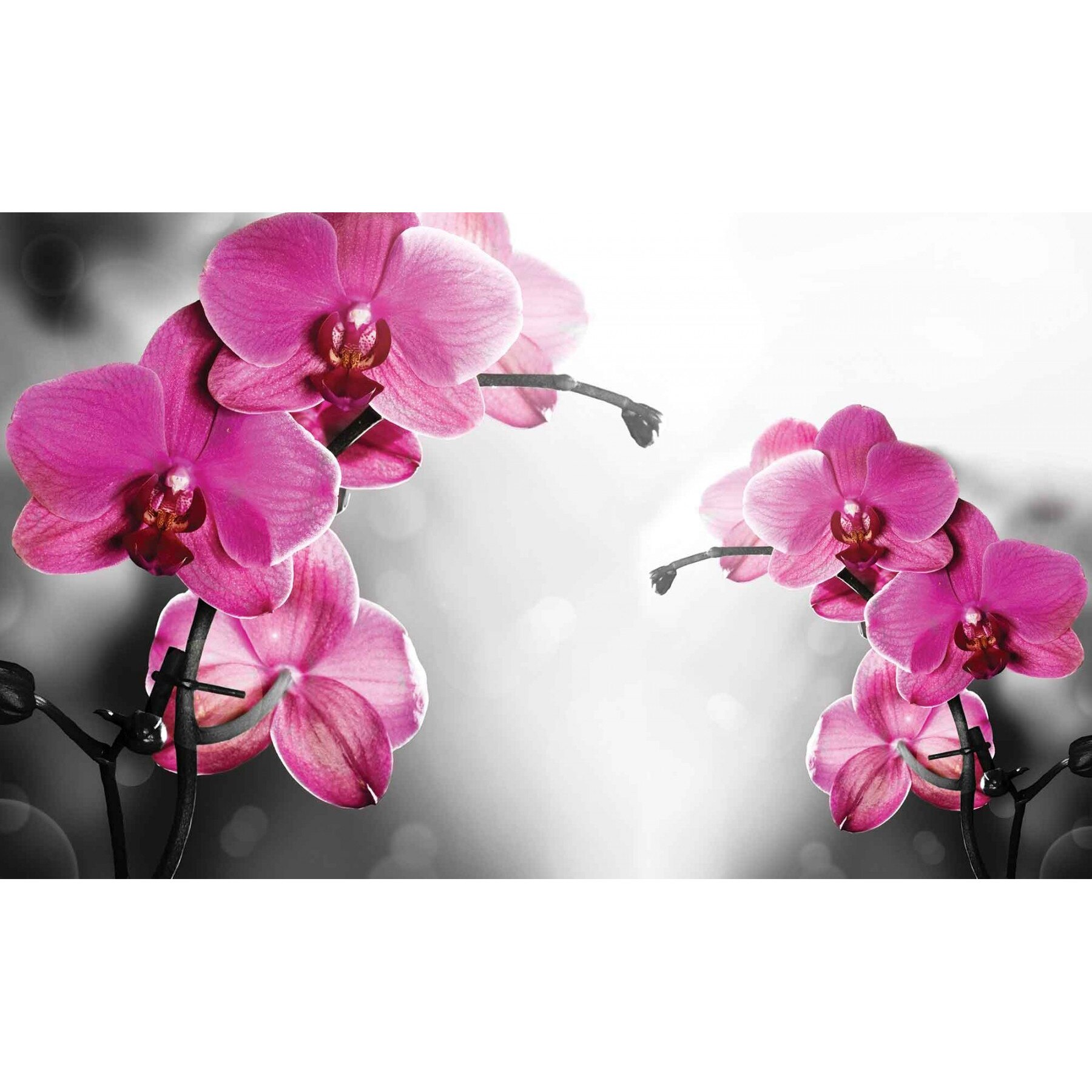 Fototapet DEGRETS 83566 Orhidee ticlam 1 184x254cm