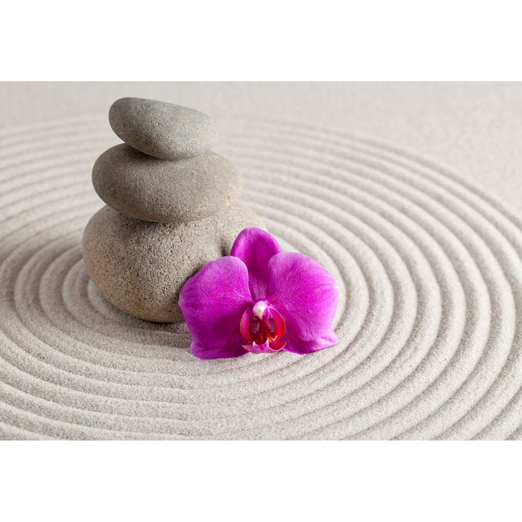 Fototapet DEGRETS 83595 Orhidee mov 184x254cm