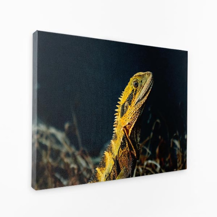 Картина на платно - Лице на гущер отблизо Жълта кожа - 30x50 см