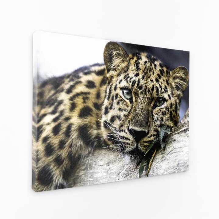 Картина на платно - Сънливи леопардови очи, каменни листа - 100x50 см