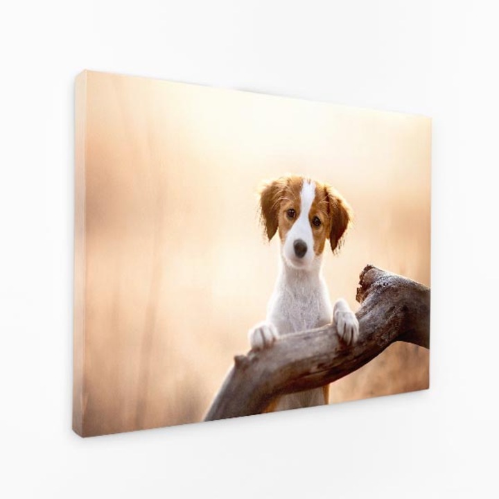 Картина на платно - Погледни ме Нос на куче Погледни ме Клон на дърво - 30x50 cm