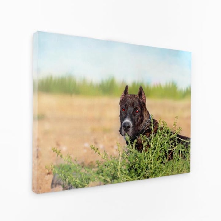 Картина на платно - Куче в трева, гледащо в камерата - 40x60 см