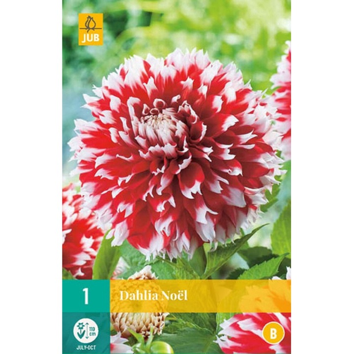 Dália Dahlia Noel, Jub Holland, virághagymák, 1 darab