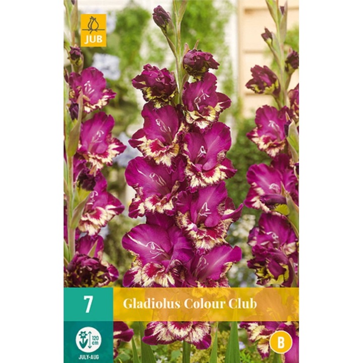 Bulbi, Gladiole Colour Club, Jub Holland, 7 buc