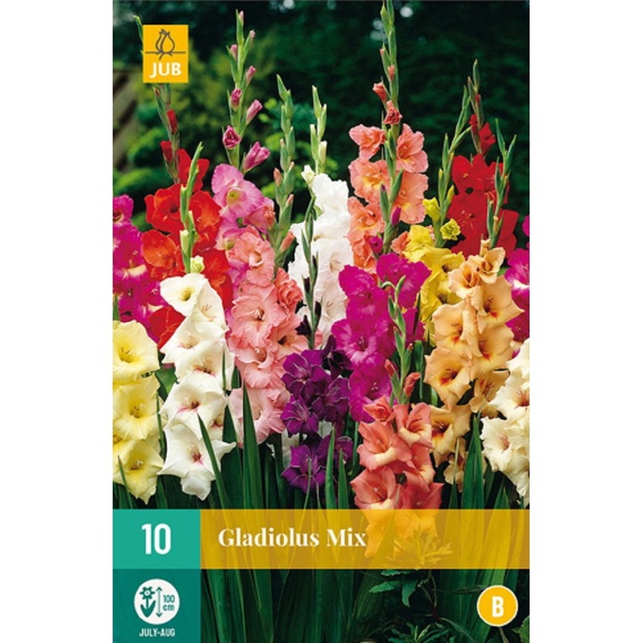 Kardvirág Gladiolus Large Flowering Mix, Jub Holland, virághagymák, 10 db