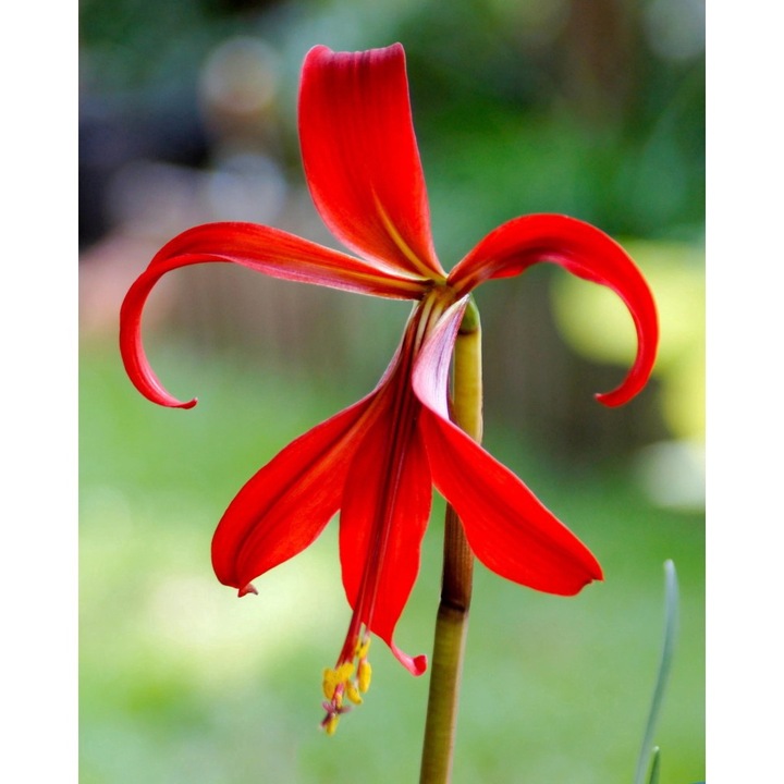 Bulb Sprekelia Formosissima, roșu, dimensiune 10-12 cm