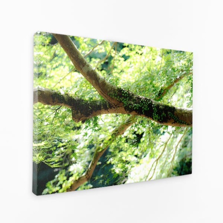 Картина върху платно - Клони на дървета, покрити със зелен мъх - 100x70 см