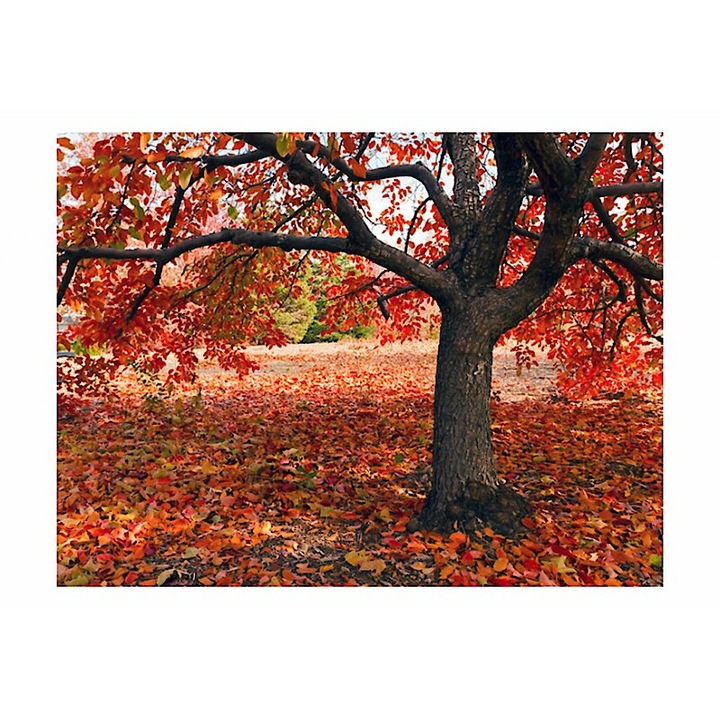 Fotótapéta - Hulló falevelek 250x193