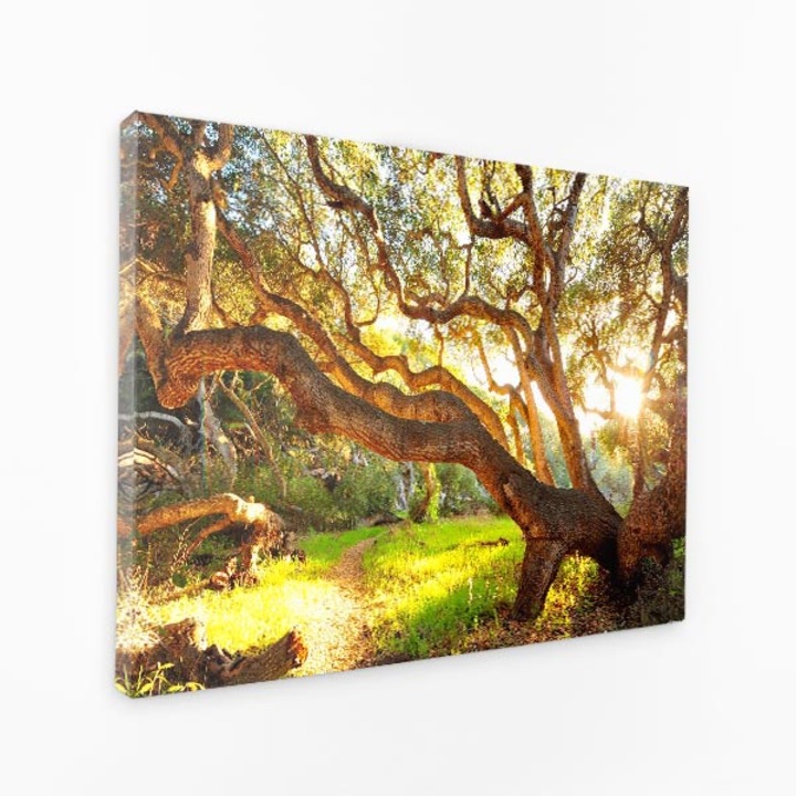 Картина върху платно - Слънчева светлина през клоните на дърветата, сянка на природната пътека - 30x50 см
