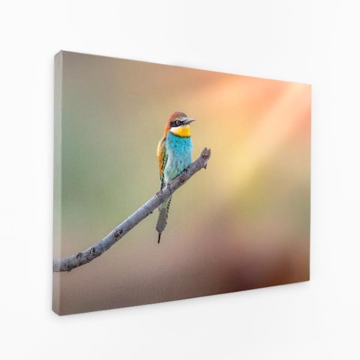 Картина на платно - Слънчева светлина, птица, кацалка, клон - 30x50 см