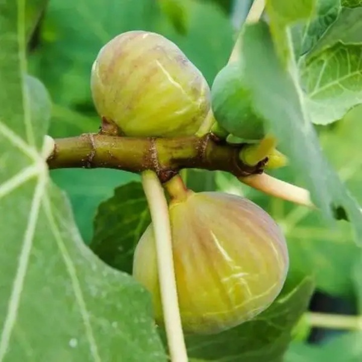 Smochin Brogiotto bianco, la ghiveci, 2 ani, 120 cm, Ingardena