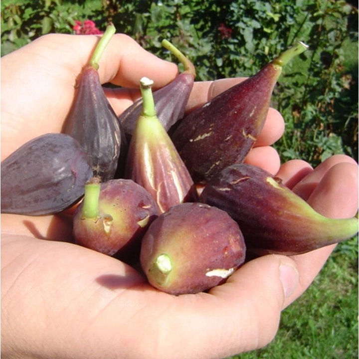 Smochin Figo Moro di Caneva, la ghiveci, 2 ani, 80 - 120 cm, Ingardena