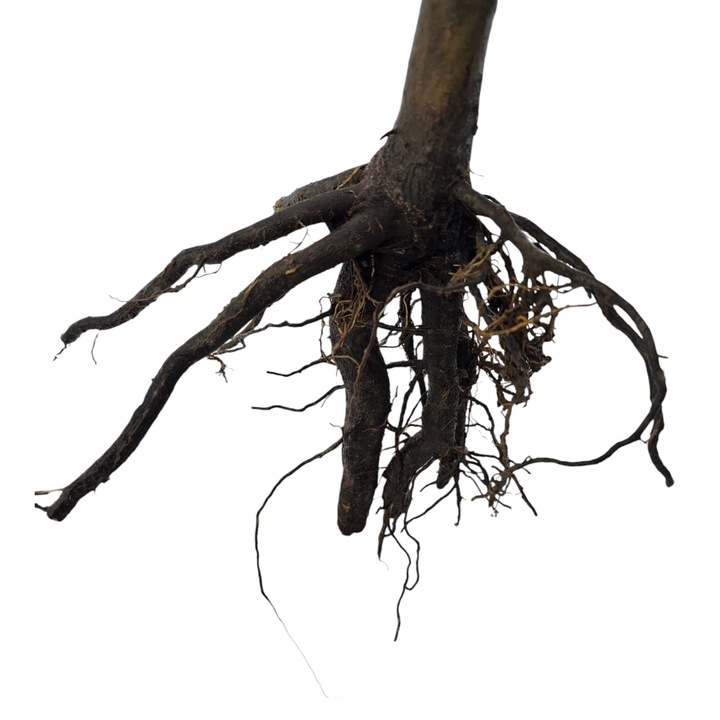 Butas Paulownia Shantong 300 bucati