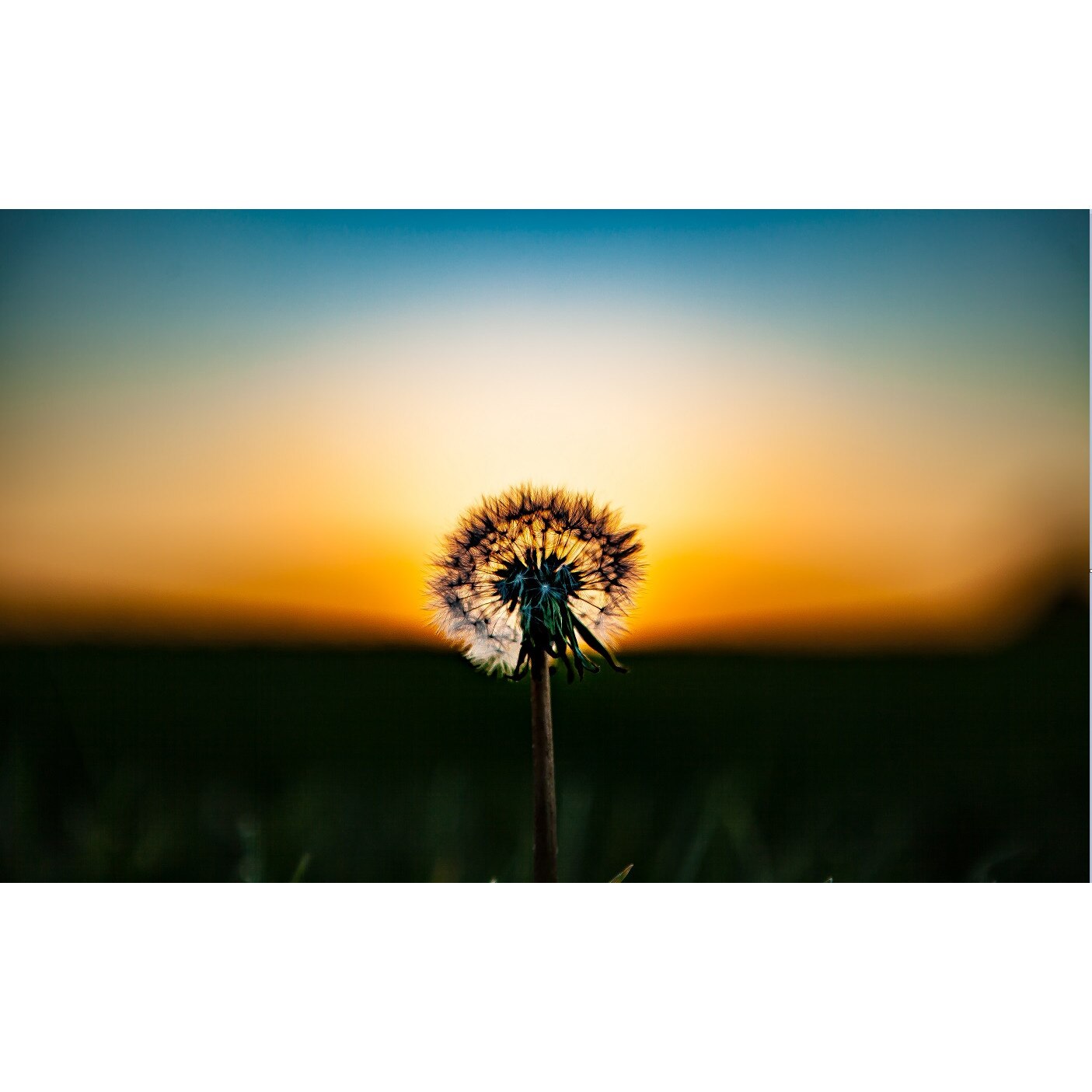 Tablou canvas - Papadie