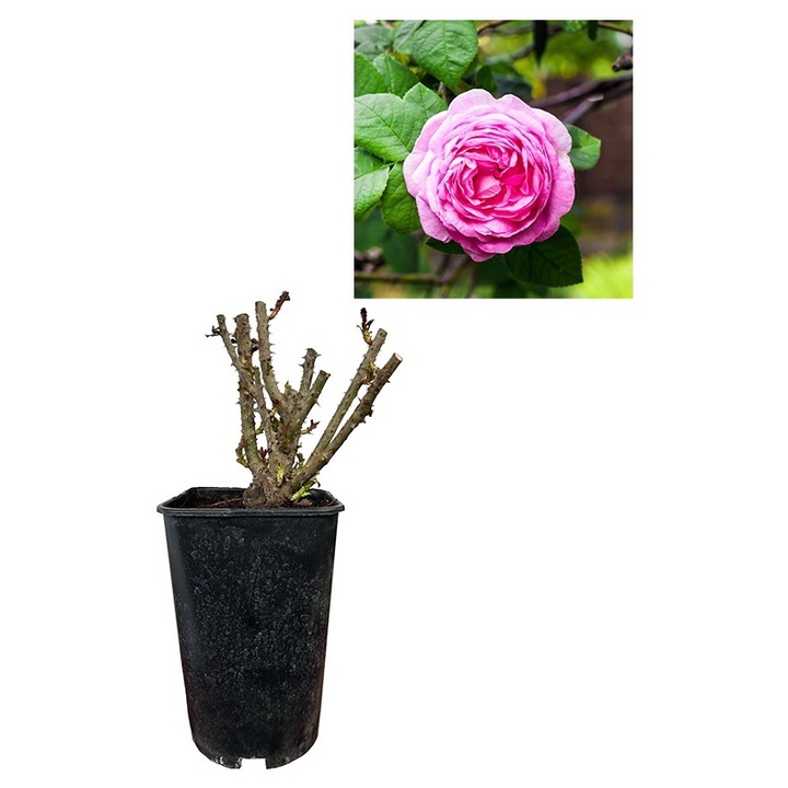 Trandafir de dulceata - Rose de Peintres - ghiveci de 3 litri