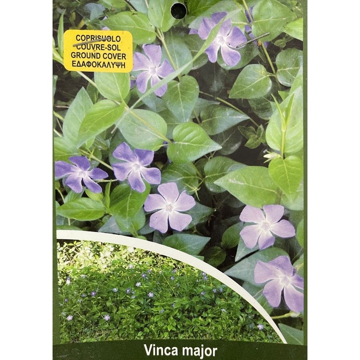 Vinca Major, Planta inradacinata, Ghiveci 2 L, 1 buc