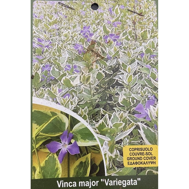 Vinca Major Variegata, Planta inradacinata, Ghiveci 2 L, 1 buc